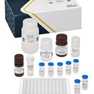 ABRAXIS® 2,4-D, ELISA, 96-test