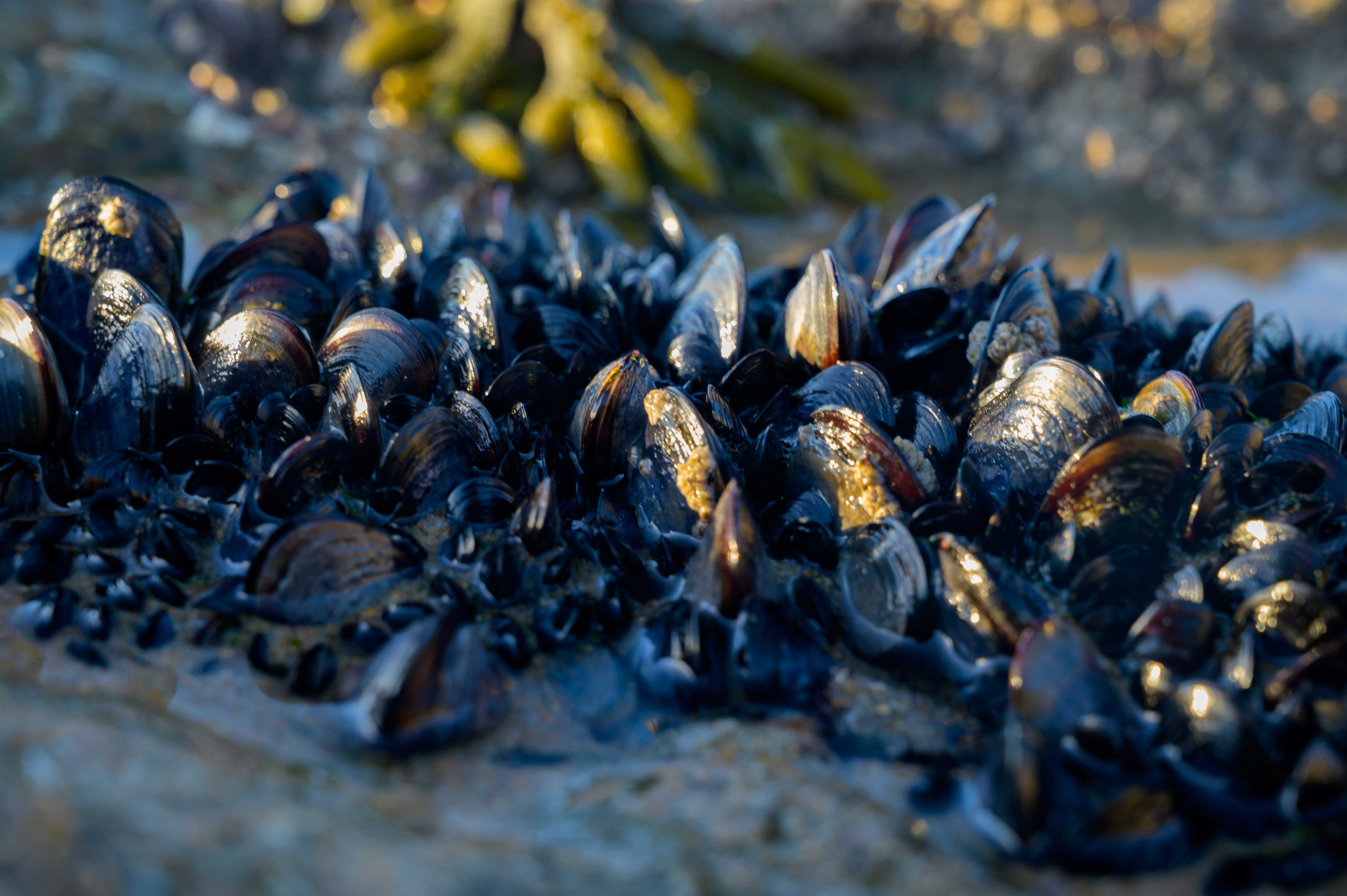Marine Biotoxins