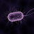 Bacterial Toxins Bacterial Toxins