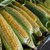 GMOs GMOs