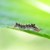 Pesticides & Herbicides