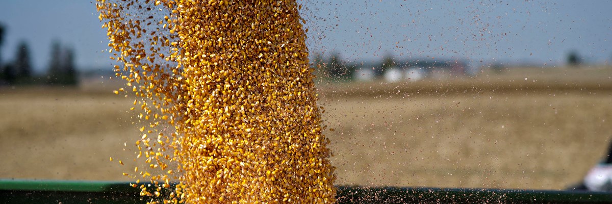Food & Agriculture Food & Agriculture