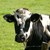 Veterinary Residues & Additives Sample Prep