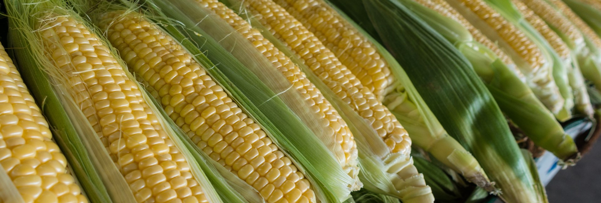GMOs GMOs