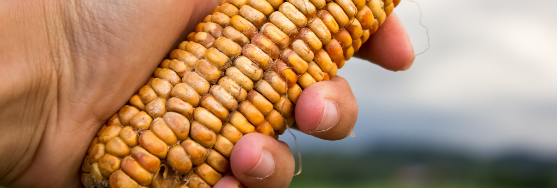 Mycotoxins Mycotoxins