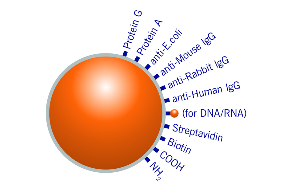 Plasmid DNA Purification Beads Kit